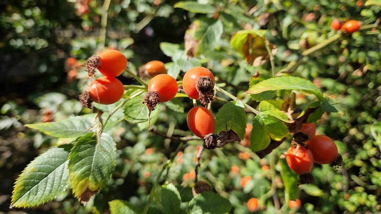 Dzika róża: zachowanie rekordowej dawki witaminy C